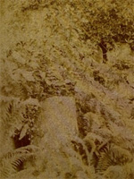 Photo of Ashcraig fossil taken in 1891 by Lt Col. E D Kennedy.
